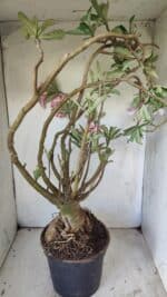 Planta Simples 2722 – 60cm – 05 anos - Imagem 11