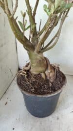 Planta Simples 2722 – 60cm – 05 anos - Imagem 10