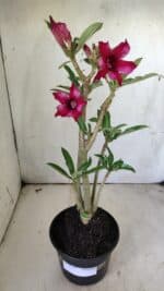 Planta Simples 2723 – 30cm – 02 anos - Imagem 2