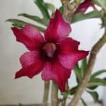 Planta Simples 2723 – 30cm – 02 anos