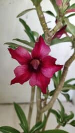 Planta Simples 2723 – 30cm – 02 anos