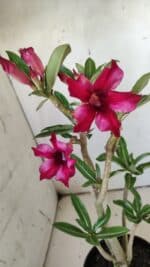 Planta Simples 2723 – 30cm – 02 anos - Imagem 5