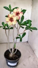 Planta Simples 2724 – 30cm – 02 anos - Imagem 2