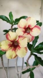 Planta Simples 2724 – 30cm – 02 anos