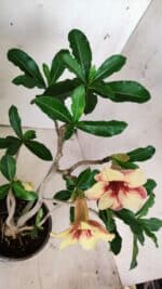 Planta Simples 2724 – 30cm – 02 anos - Imagem 4