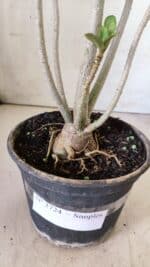 Planta Simples 2724 – 30cm – 02 anos - Imagem 7