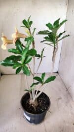 Planta Simples 2724 – 30cm – 02 anos - Imagem 5