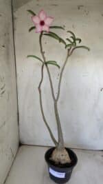 Planta Simples 2725 – 40cm – 03 anos - Imagem 2