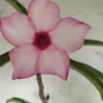 Planta Simples 2725 – 40cm – 03 anos