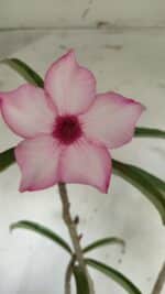 Planta Simples 2725 – 40cm – 03 anos