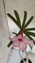 Planta Simples 2725 – 40cm – 03 anos - Imagem 4