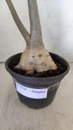 Planta Simples 2725 – 40cm – 03 anos - Imagem 6