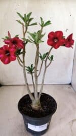 Planta Simples 2726 – 30cm – 02 anos - Imagem 2