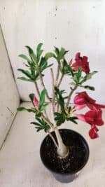 Planta Simples 2726 – 30cm – 02 anos - Imagem 6