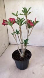 Planta Simples 2726 – 30cm – 02 anos - Imagem 9