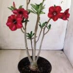 Planta Simples 2726 – 30cm – 02 anos