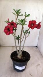 Planta Simples 2726 – 30cm – 02 anos