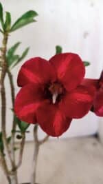 Planta Simples 2726 – 30cm – 02 anos - Imagem 3