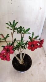 Planta Simples 2726 – 30cm – 02 anos - Imagem 5