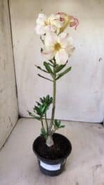 Planta Simples 2727 – 30cm – 02 anos - Imagem 2