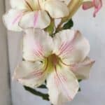 Planta Simples 2727 – 30cm – 02 anos