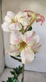 Planta Simples 2727 – 30cm – 02 anos