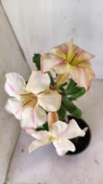 Planta Simples 2727 – 30cm – 02 anos - Imagem 4