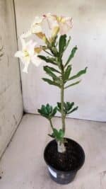 Planta Simples 2727 – 30cm – 02 anos - Imagem 6