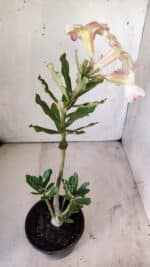 Planta Simples 2727 – 30cm – 02 anos - Imagem 5