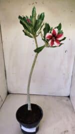 Planta Simples 2728 – 30cm – 02 anos - Imagem 2