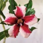 Planta Simples 2728 – 30cm – 02 anos