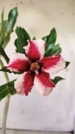 Planta Simples 2728 – 30cm – 02 anos