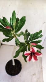 Planta Simples 2728 – 30cm – 02 anos - Imagem 7