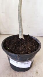 Planta Simples 2728 – 30cm – 02 anos - Imagem 6