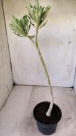 Planta Simples 2728 – 30cm – 02 anos - Imagem 5