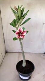 Planta Simples 2729 – 30cm – 02 anos - Imagem 2