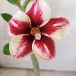 Planta Simples 2729 – 30cm – 02 anos