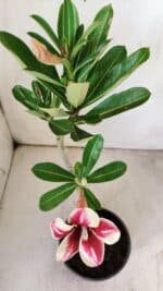 Planta Simples 2729 – 30cm – 02 anos - Imagem 6