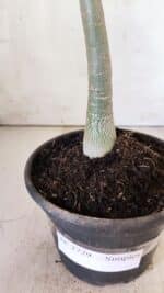 Planta Simples 2729 – 30cm – 02 anos - Imagem 5