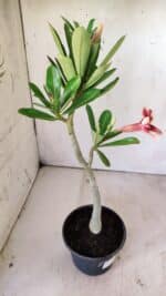 Planta Simples 2729 – 30cm – 02 anos - Imagem 4