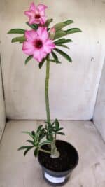 Planta Simples 2730 – 30cm – 02 anos - Imagem 2