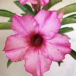 Planta Simples 2730 – 30cm – 02 anos