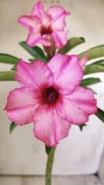 Planta Simples 2730 – 30cm – 02 anos