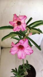 Planta Simples 2730 – 30cm – 02 anos - Imagem 4