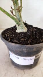 Planta Simples 2730 – 30cm – 02 anos - Imagem 7