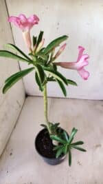 Planta Simples 2730 – 30cm – 02 anos - Imagem 5