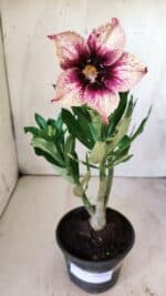 Planta Simples 2731 – 30cm – 02 anos - Imagem 2