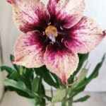 Planta Simples 2731 – 30cm – 02 anos