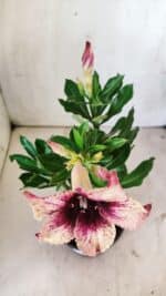 Planta Simples 2731 – 30cm – 02 anos - Imagem 4