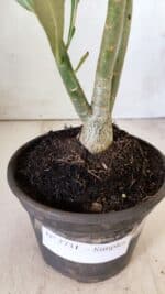 Planta Simples 2731 – 30cm – 02 anos - Imagem 7